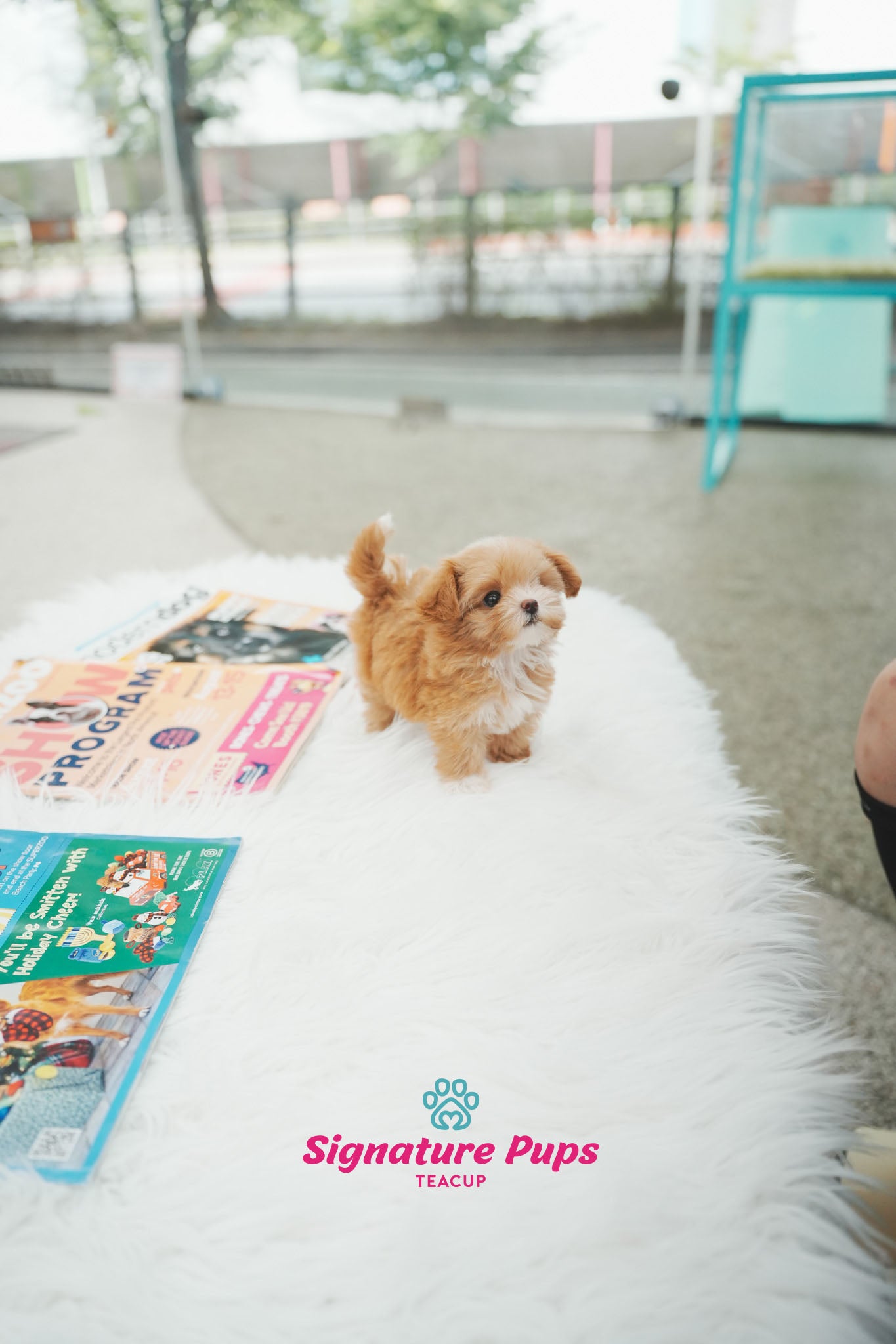 Maltipoo - Lilly