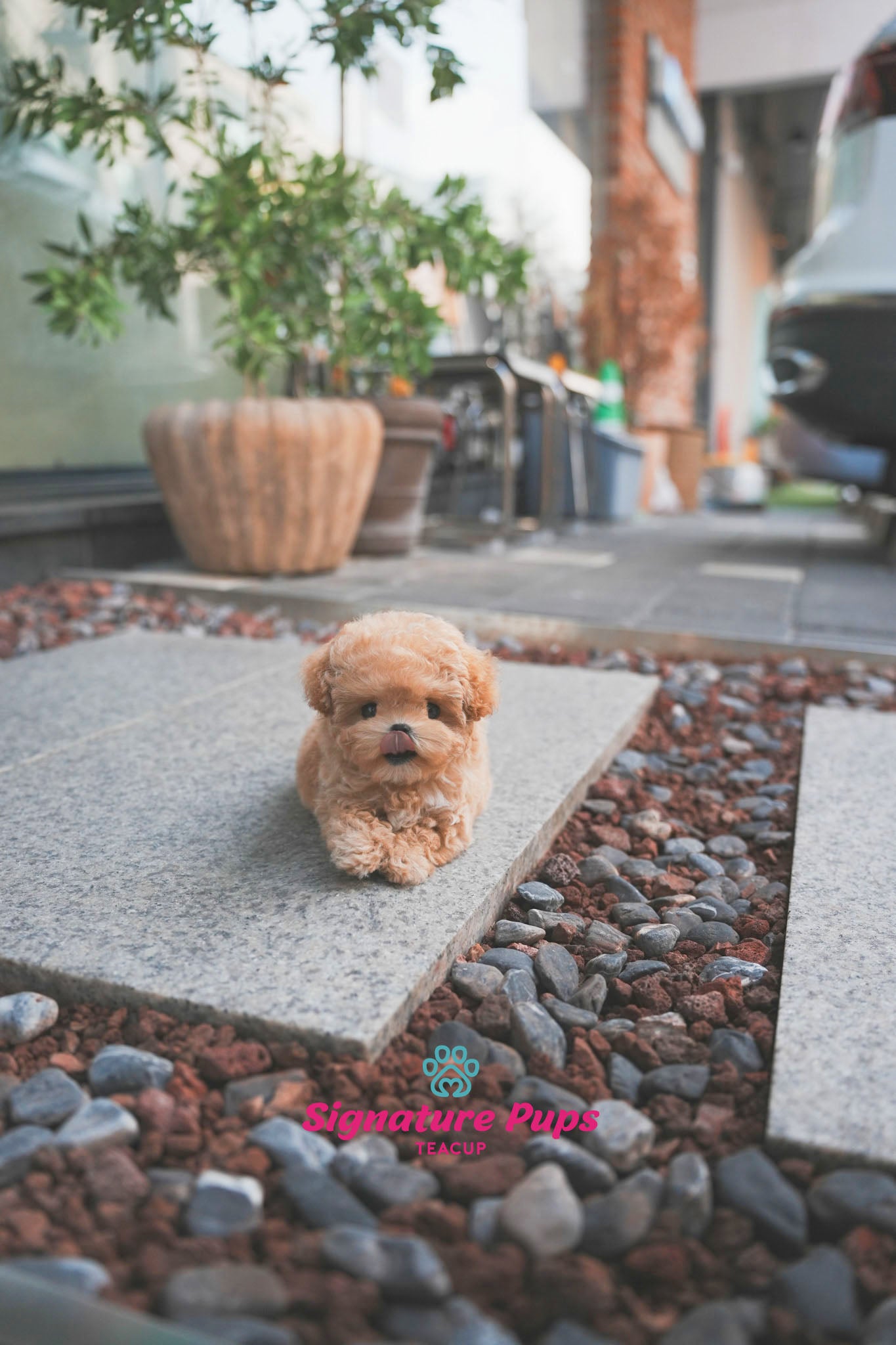 Maltipoo - Benji