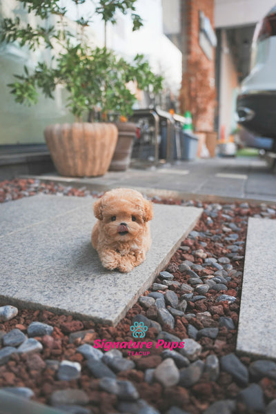 Maltipoo - Benji