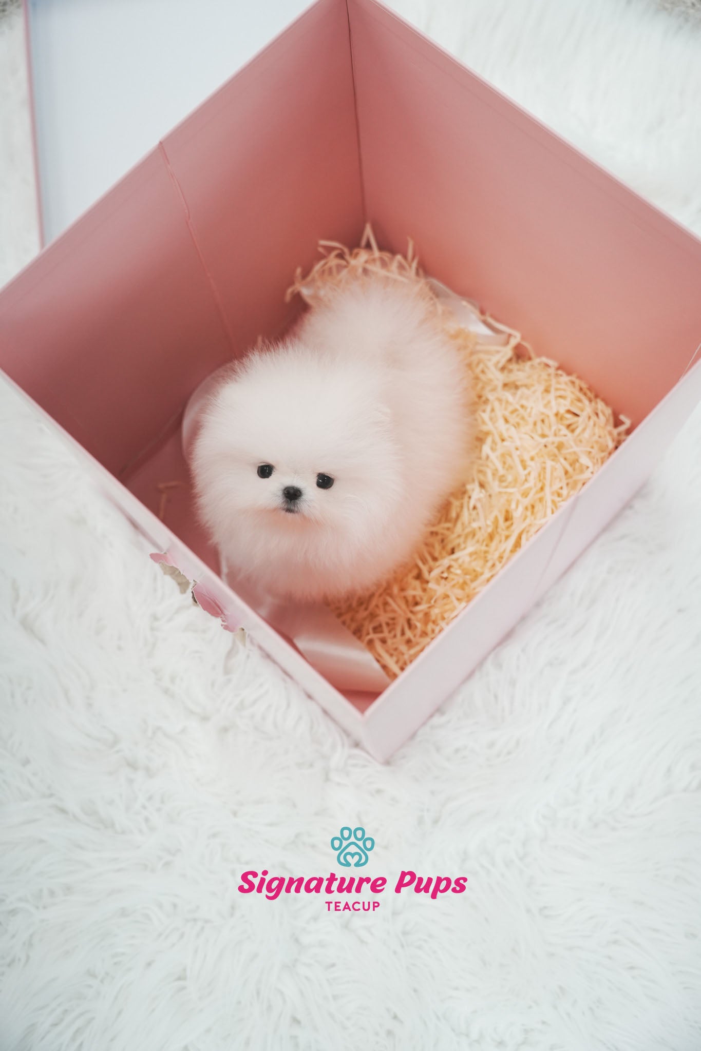 FCI Pedigree Pomeranian - Miso