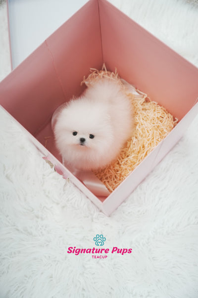 FCI Pedigree Pomeranian - Miso
