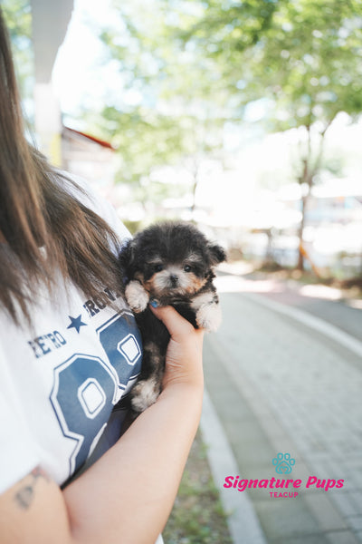 Silver tan Poodle - Coco