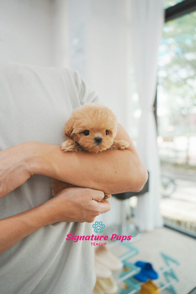 Maltipoo - Bonie (Reserved to Los Angeles)