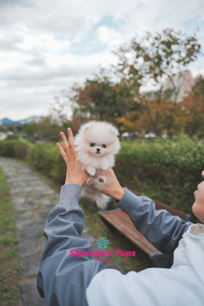 Parti Pomeranian - Shasha