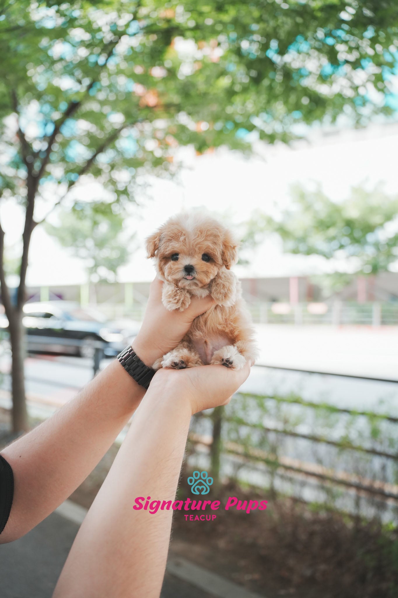 Maltipoo - Luffy