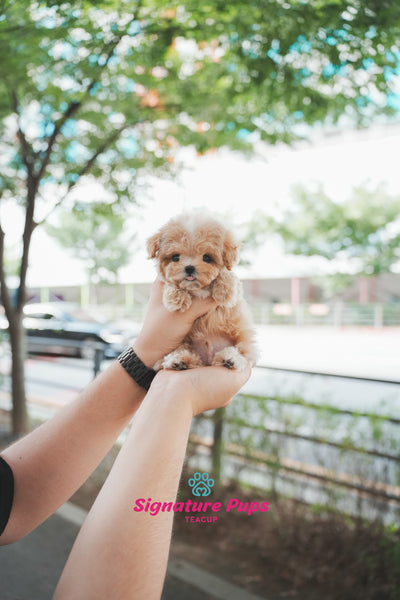 Maltipoo - Luffy