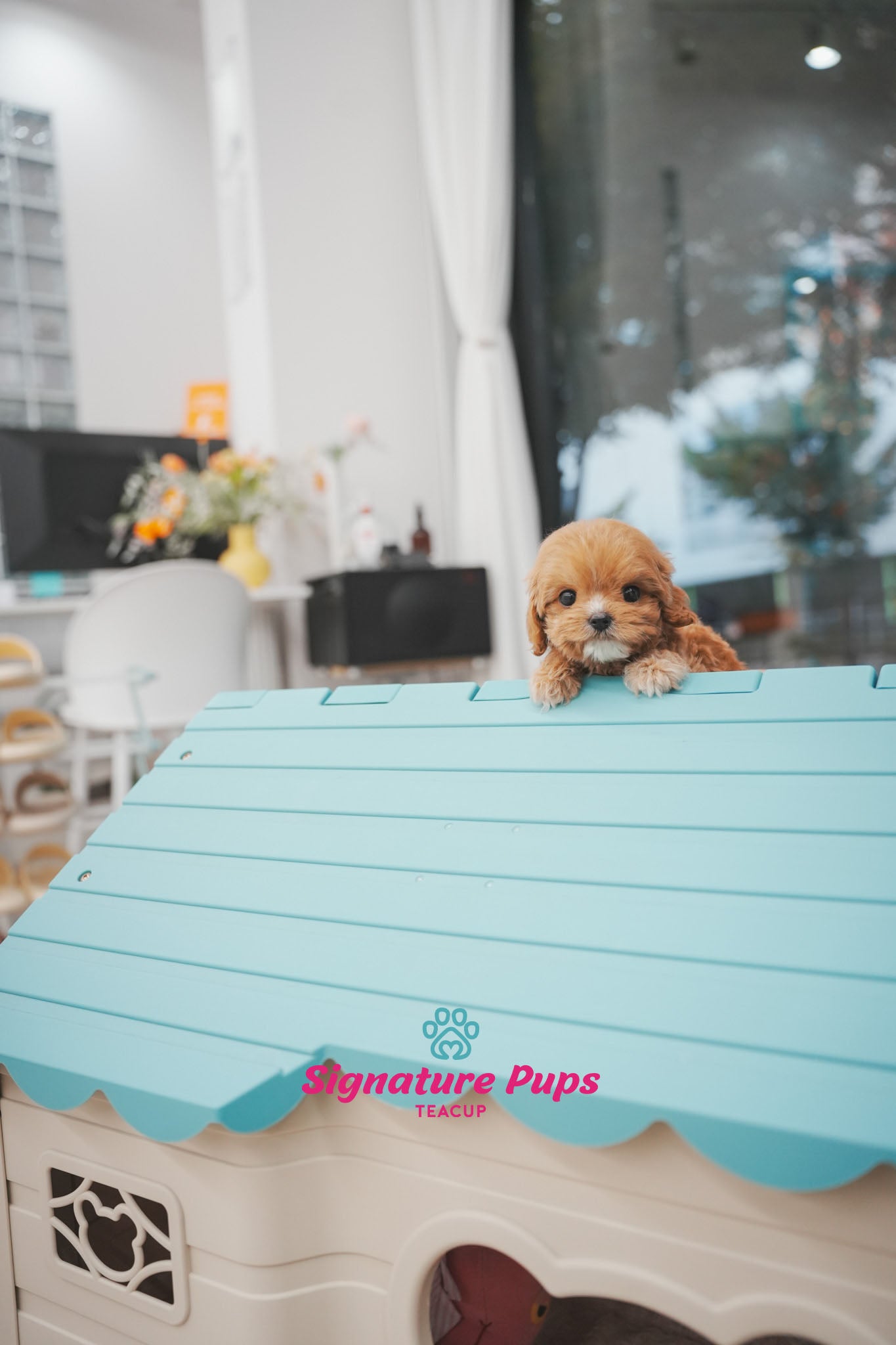 Mini Cavapoo - Diesel