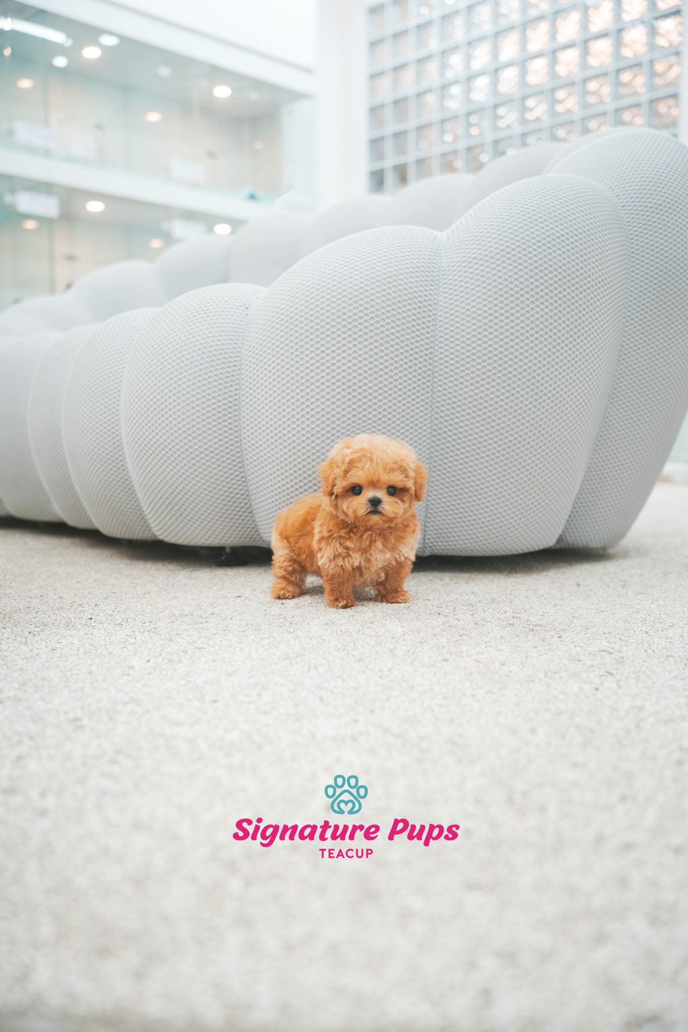 Poodle - Toby (Reserved to Chicago)