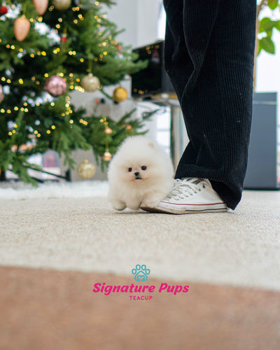 White Pomeranian - Birdie