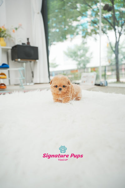 Maltipoo - Cherry