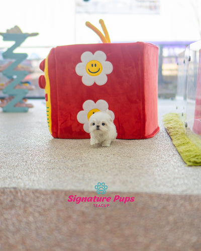 Maltese - Dolly (Reserved to Los Angeles)