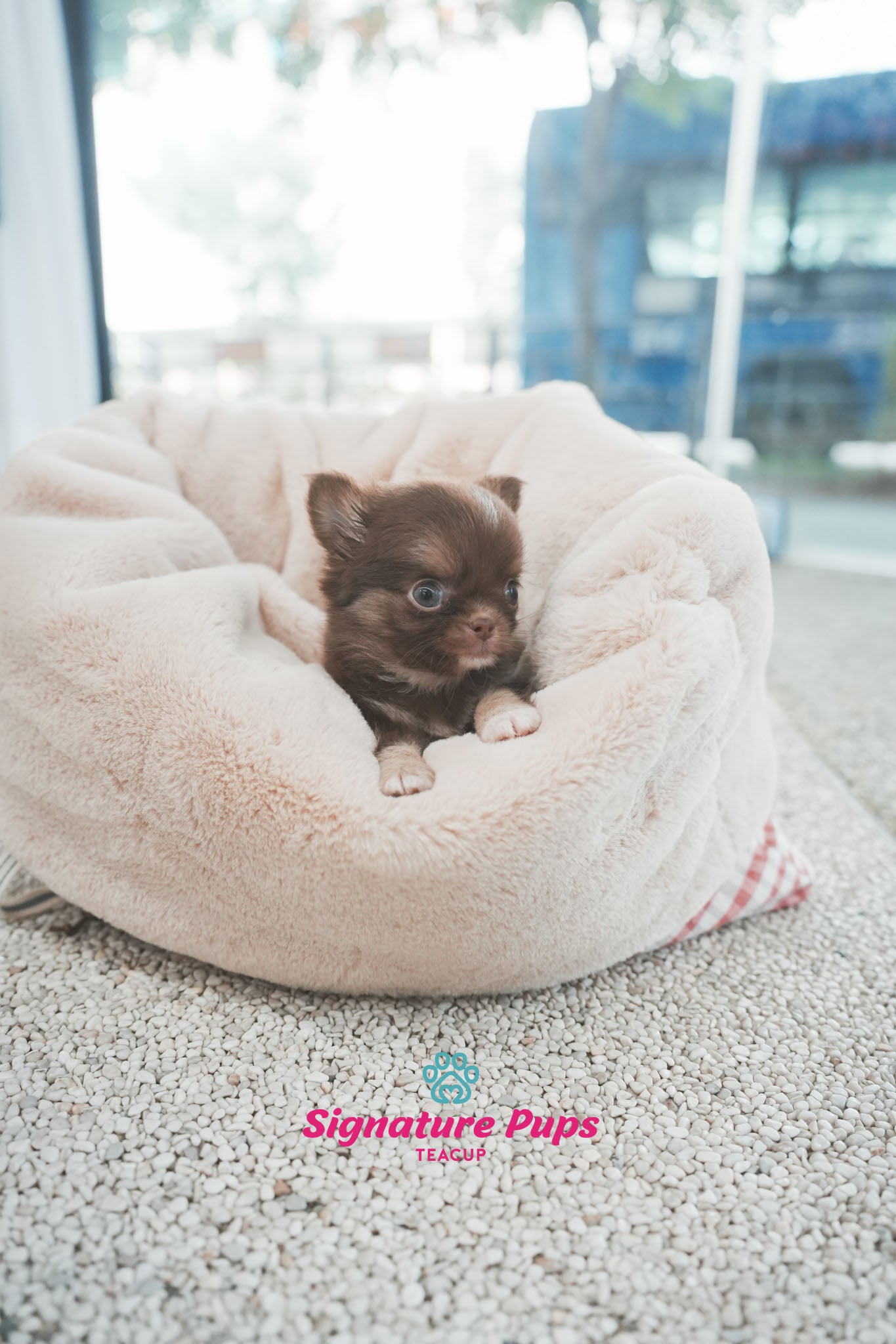 Chihuahua - Denny