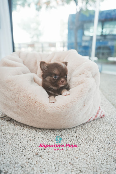 Chihuahua - Denny