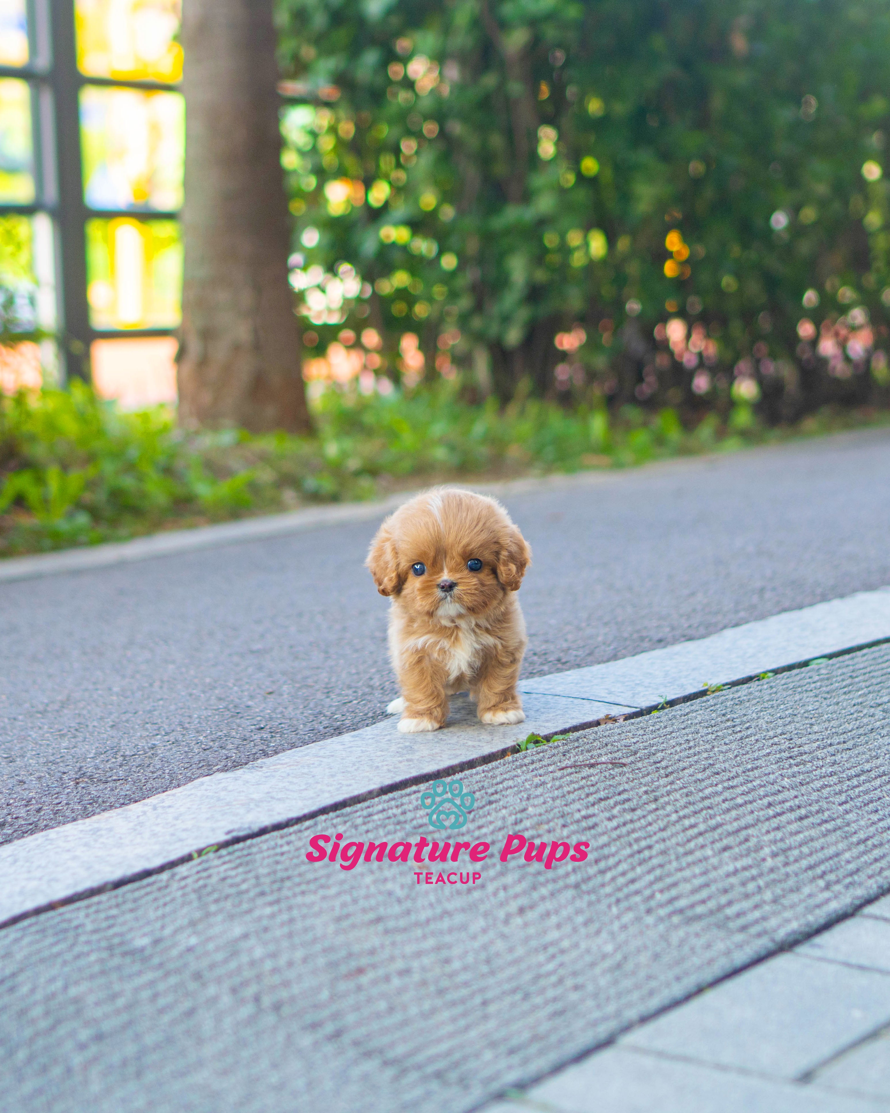 Mini Cavapoo - Chopa – Signature Teacup Pups