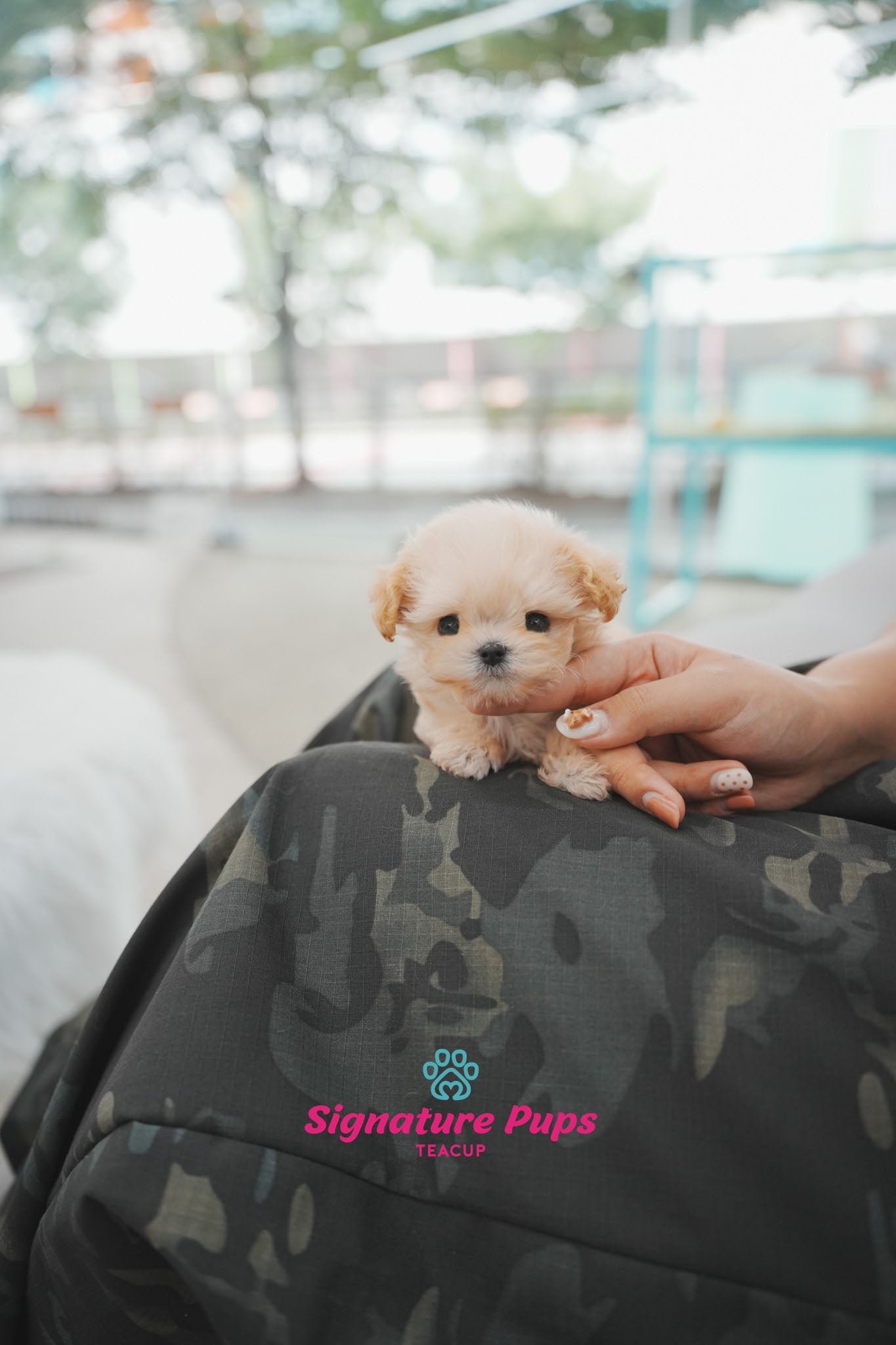 Micro Size Maltipoo - Sugar