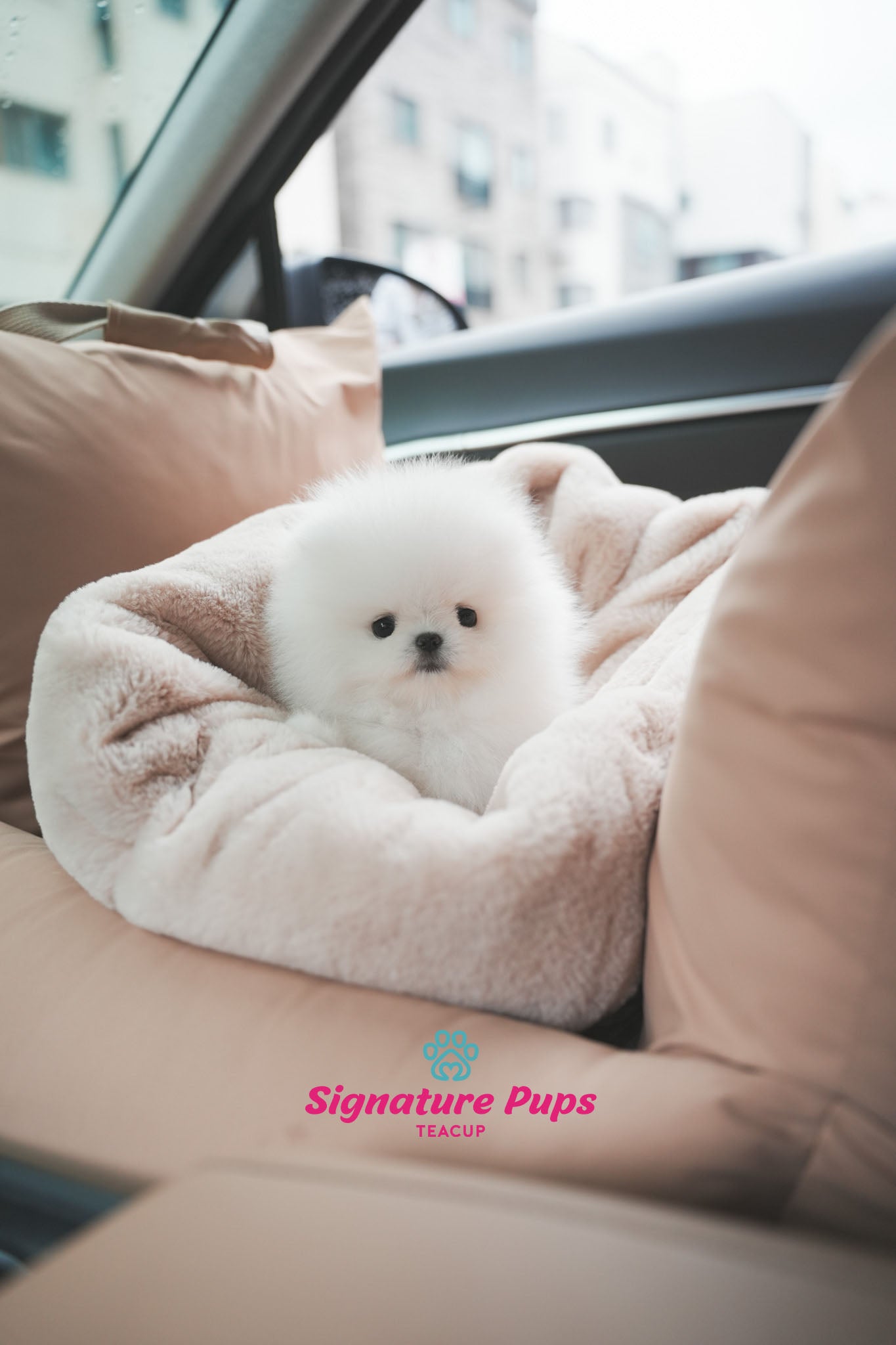 FCI Pedigree Pomeranian - Miso