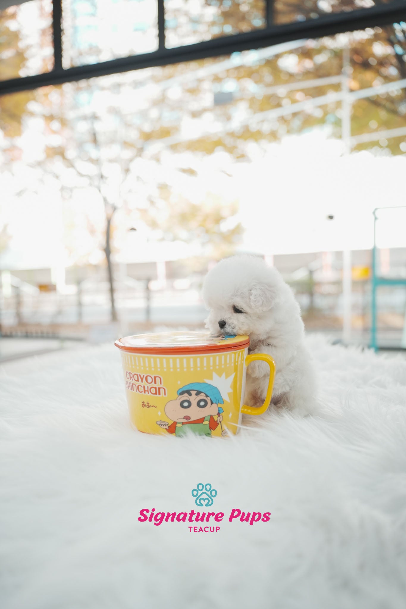 Mini Bichon Frise - Poki