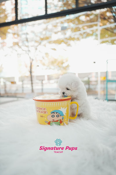 Mini Bichon Frise - Poki