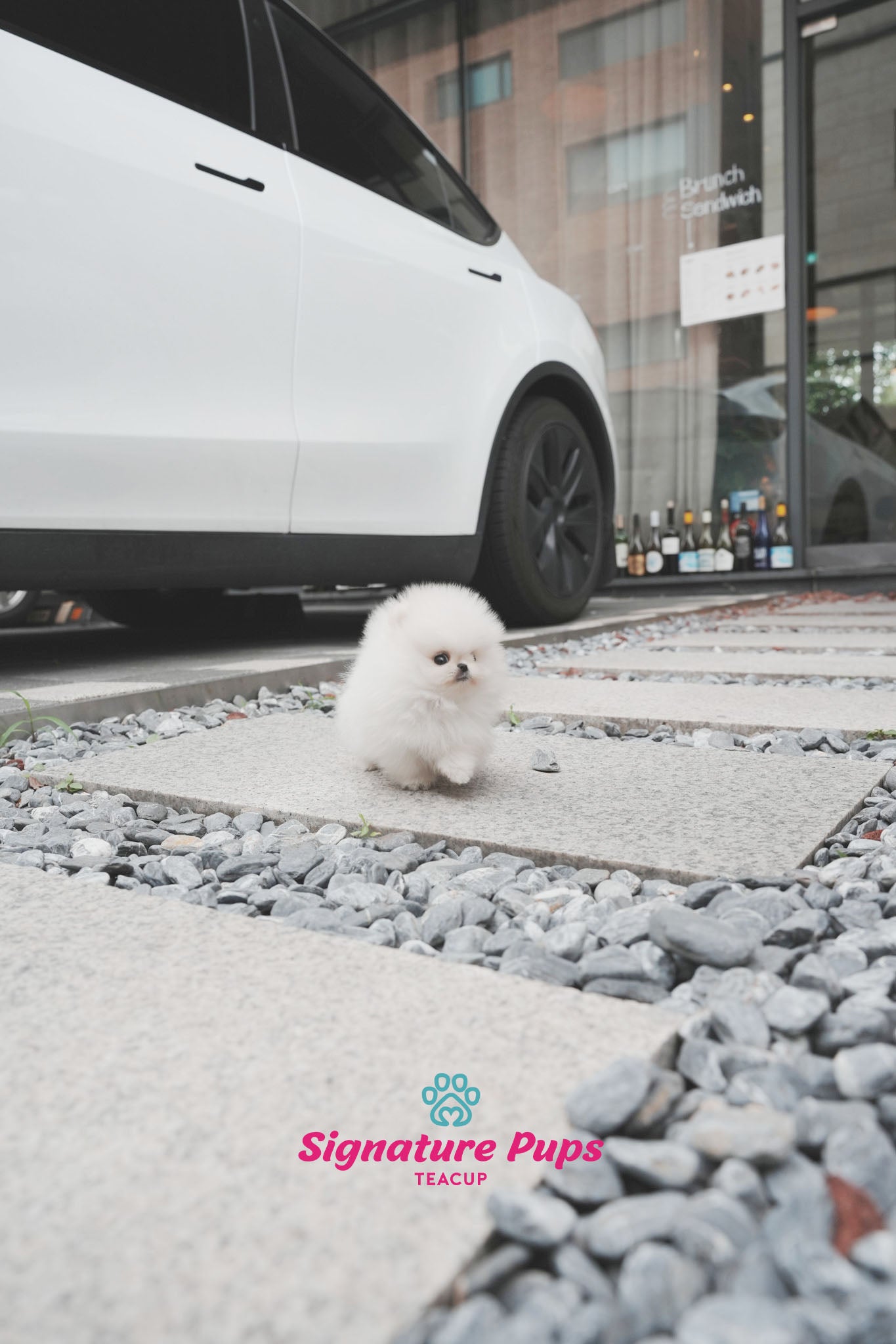Micro Pomeranian - Marshmello
