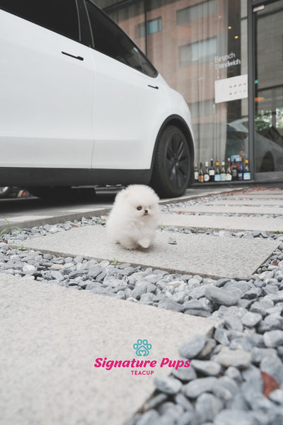 Micro Pomeranian - Marshmello
