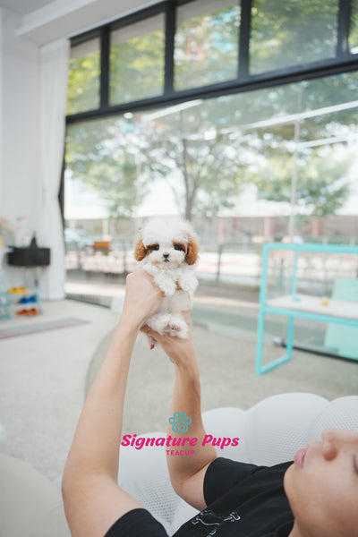Parti Maltipoo - Pepe