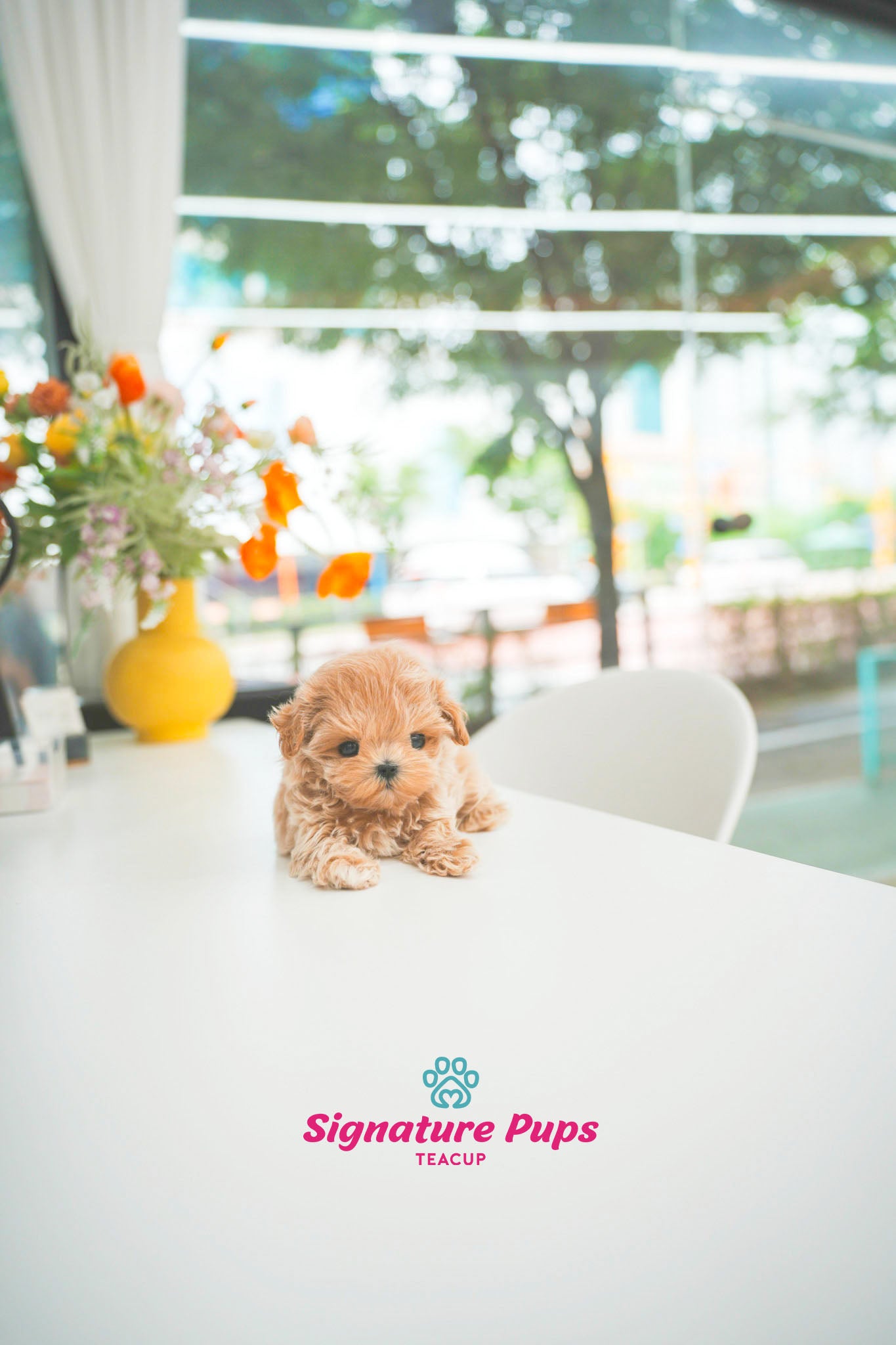 Maltipoo - Sunny