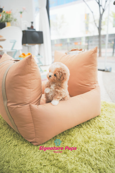 Parti Maltipoo - Benji