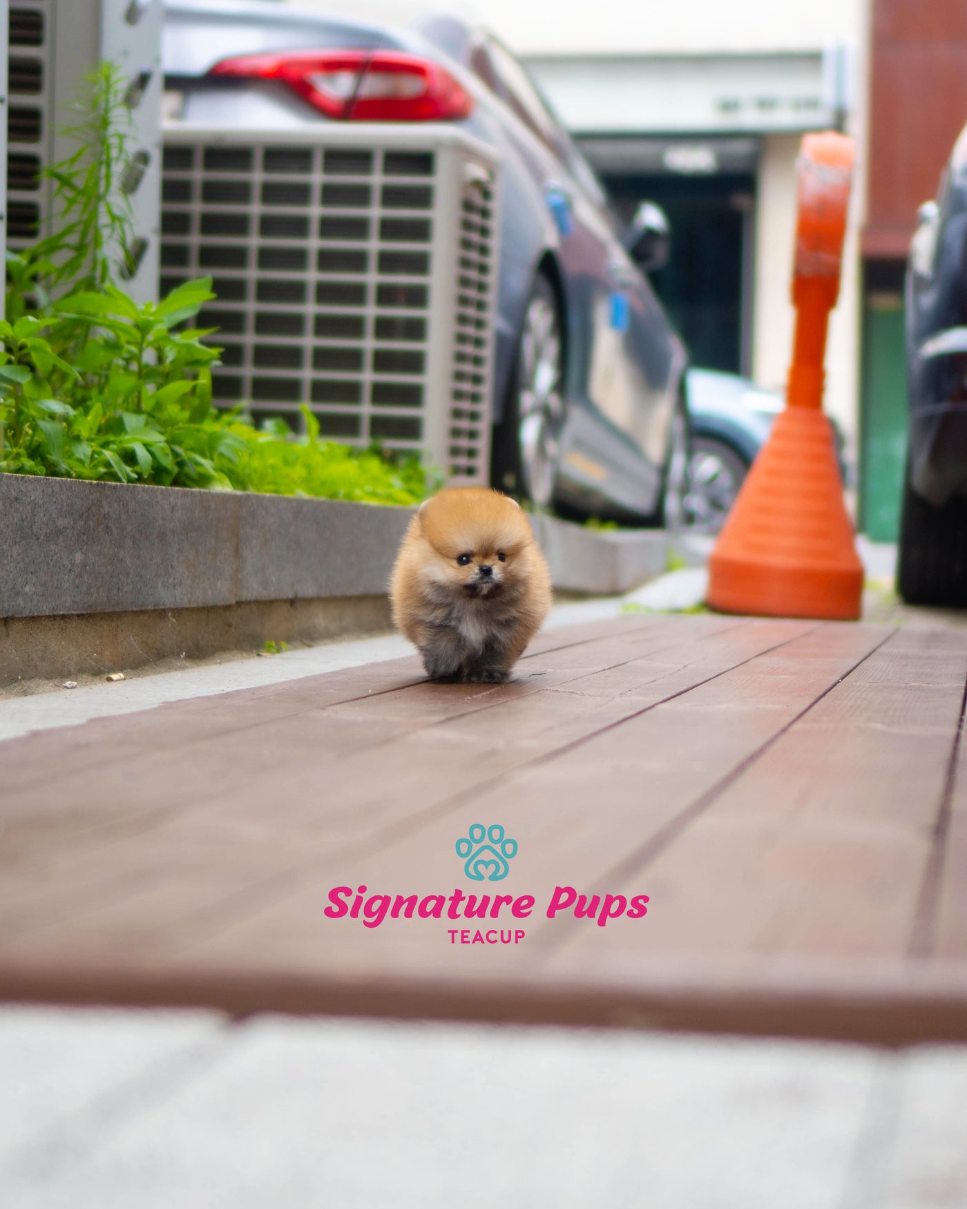 Orange Pomeranian- Poka (Reserved to Washington DC)