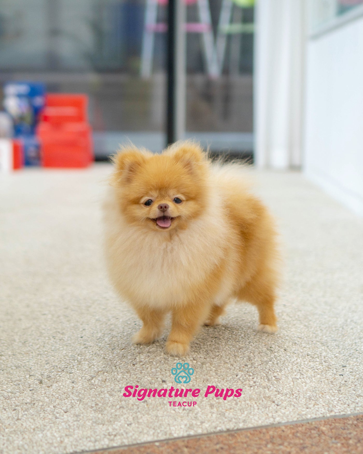 8 Month old Pomeranian - Welly