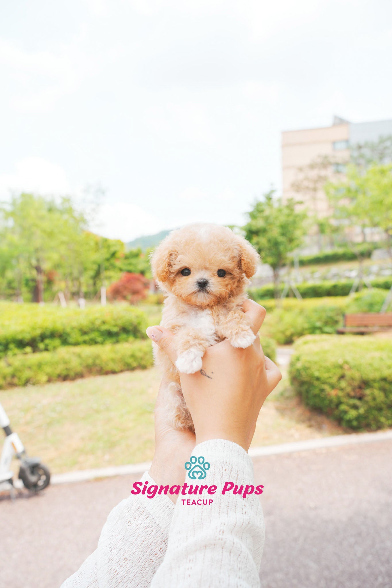 Maltipoo - Momo (Reserved to San Francisco)