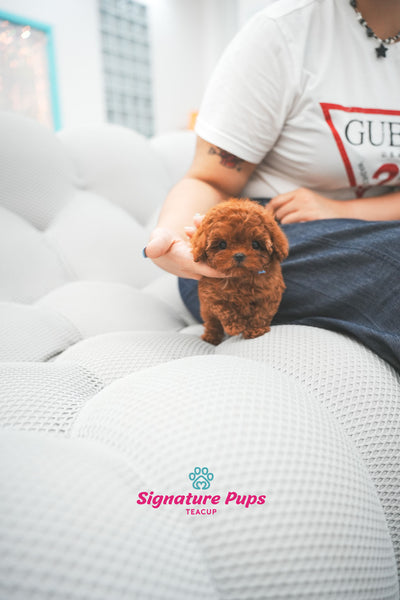 Red Poodle - Wendy