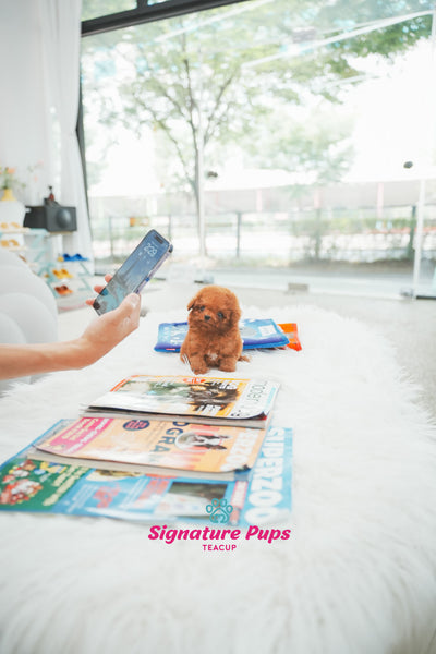 Red Poodle - Maru (Reserved to Toronto)