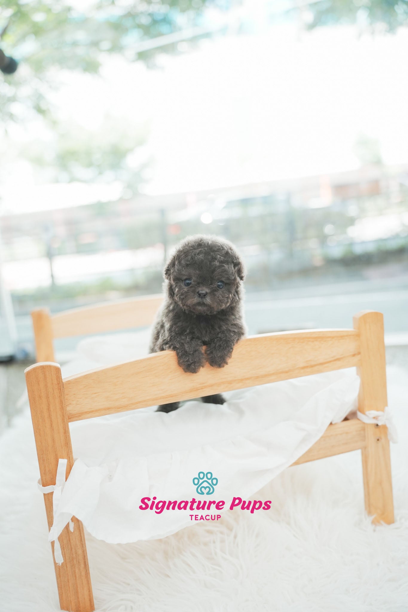 Blue Poodle - Apollo (Reserved to Dallas)