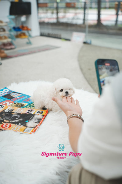 Mini Bichon Frise - Leo