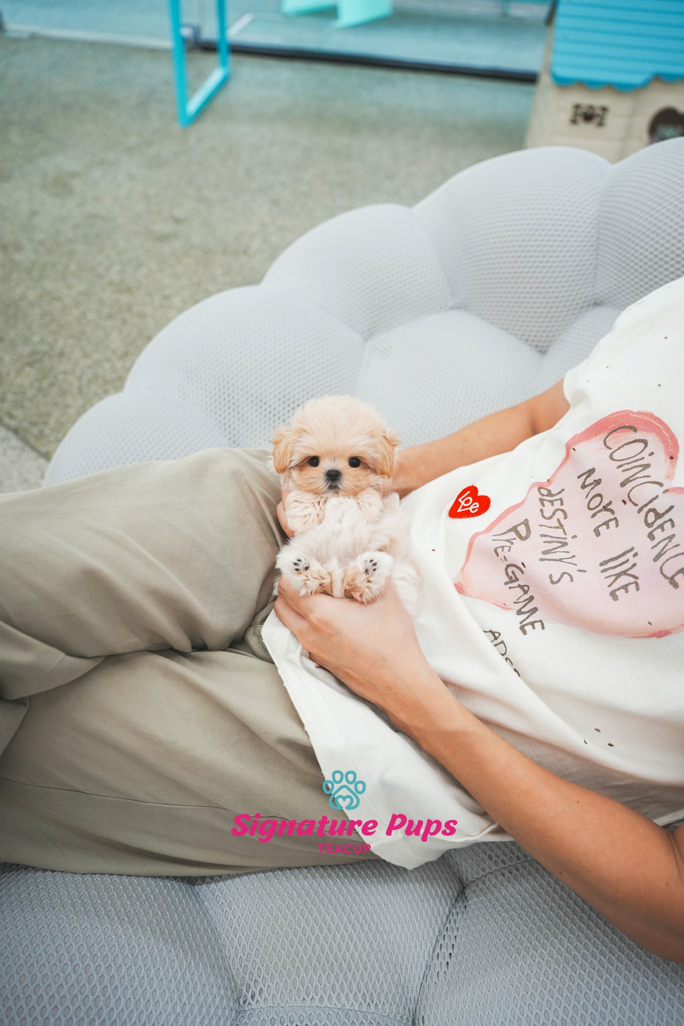 Maltipoo - Sena (Reserved to Chicago)