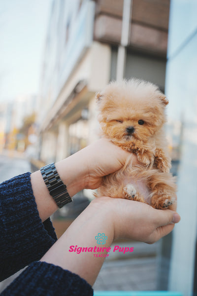 Micro Maltipoo - Tinny