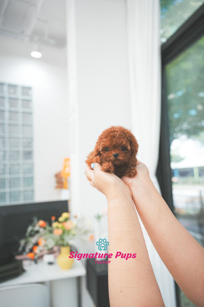 Red Poodle - Wendy
