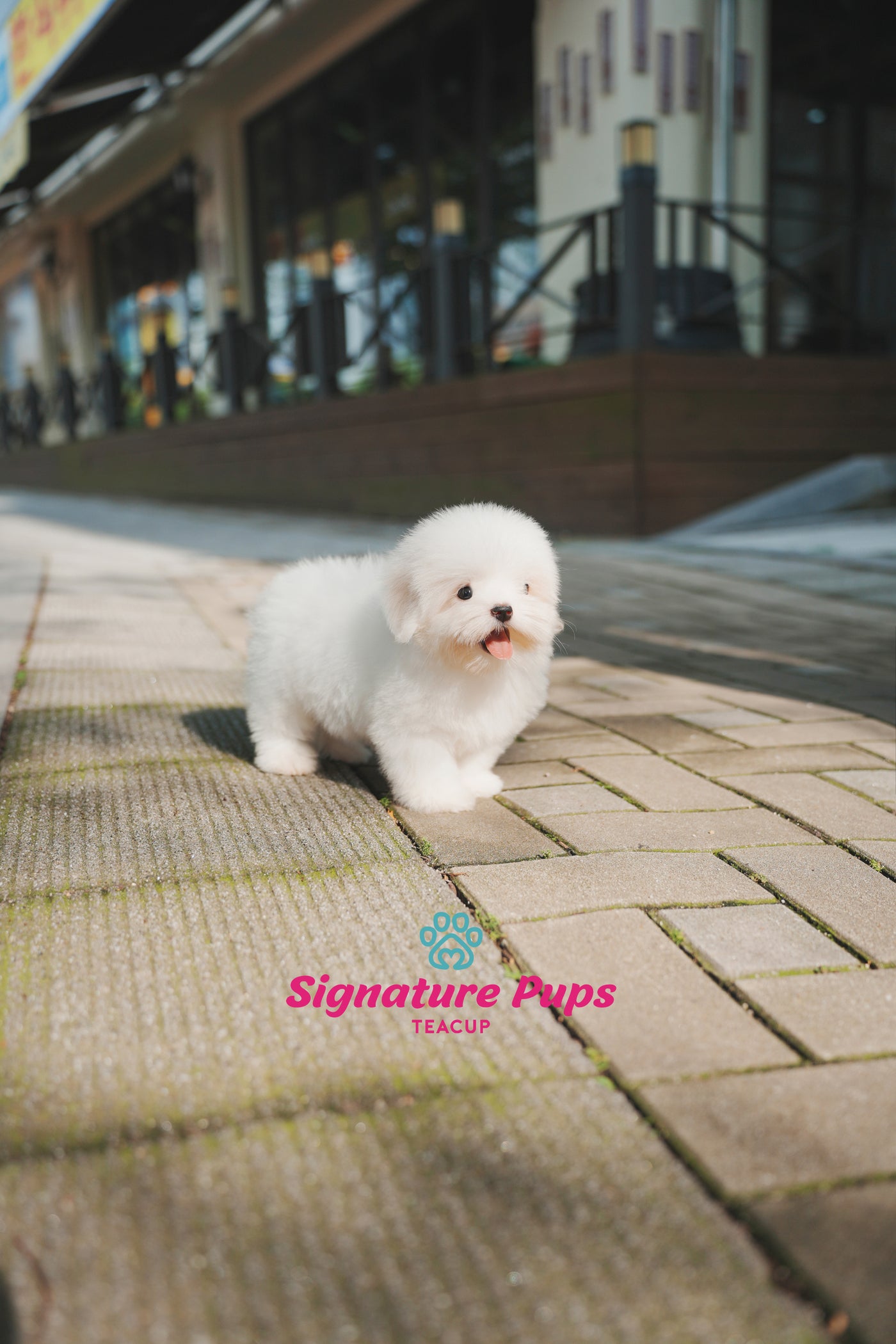 Coton de Tulear - Dony