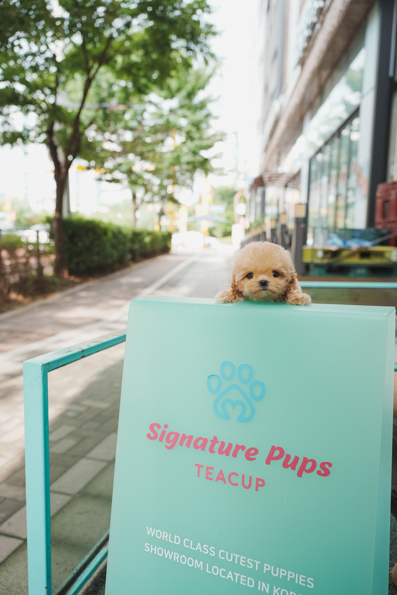 Maltipoo - Bonie (Reserved to Los Angeles)