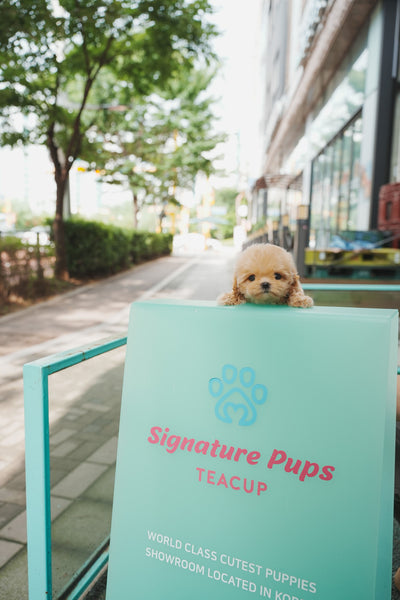 Maltipoo - Bonie (Reserved to Los Angeles)