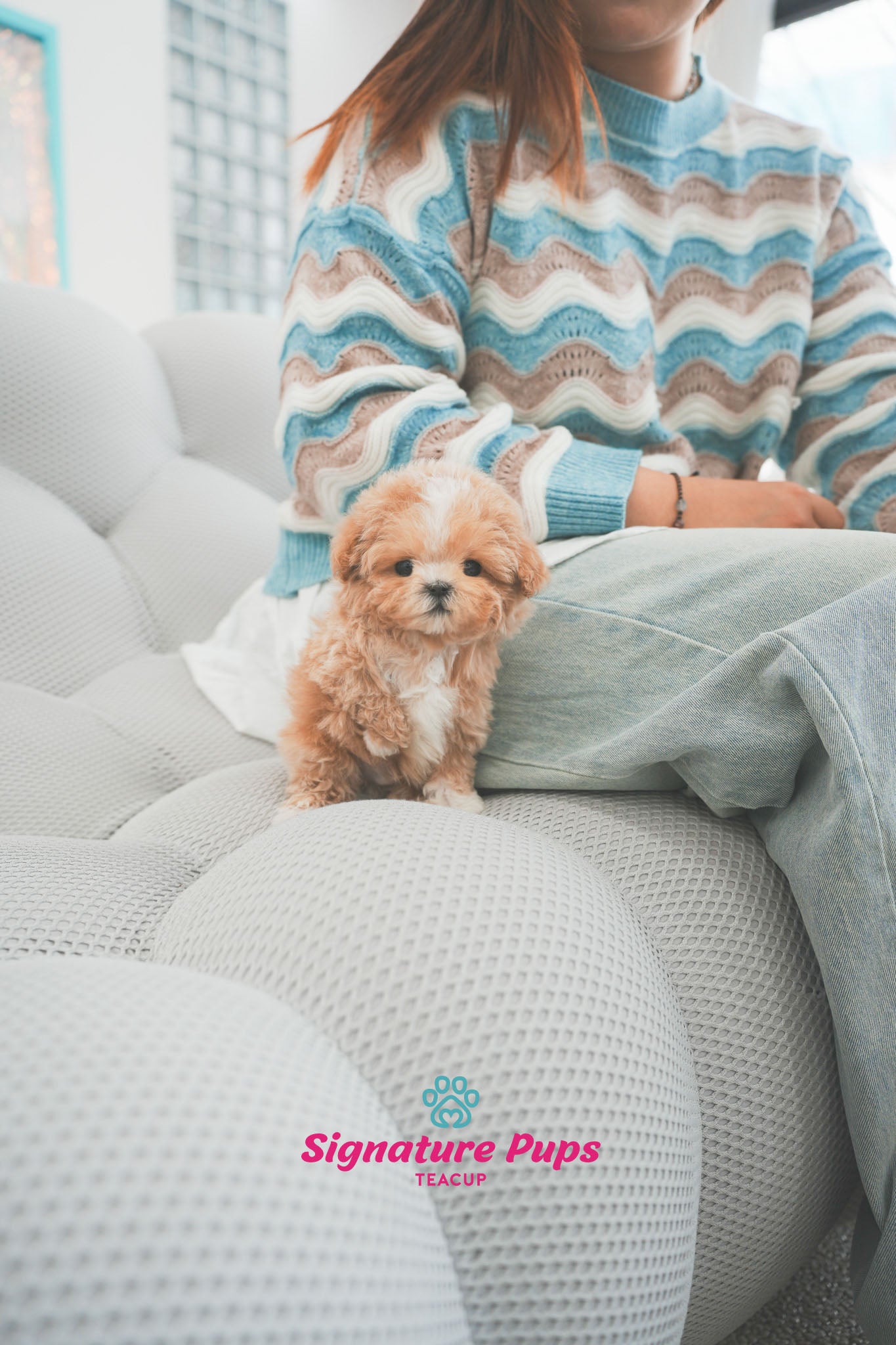 Parti Maltipoo - Benji