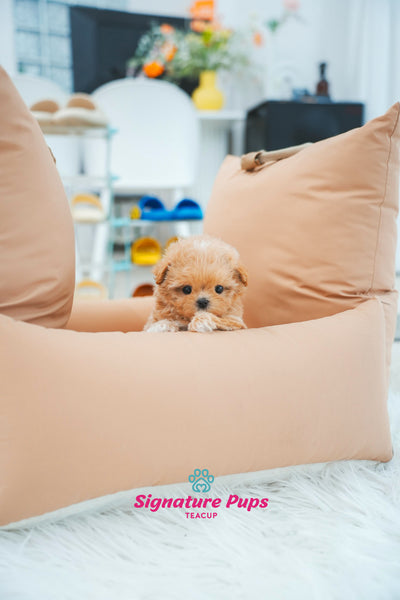 Maltipoo - Cherry
