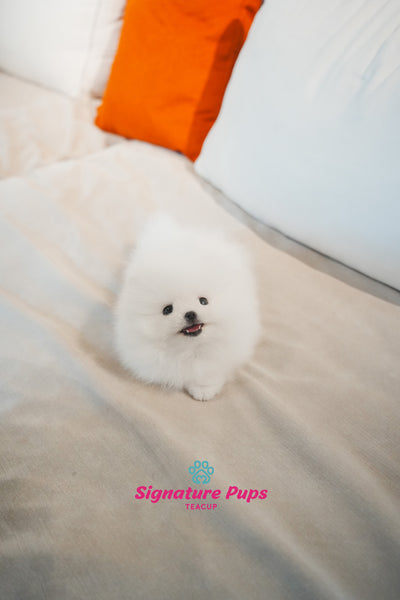 Pomeranian - Din & Buzz