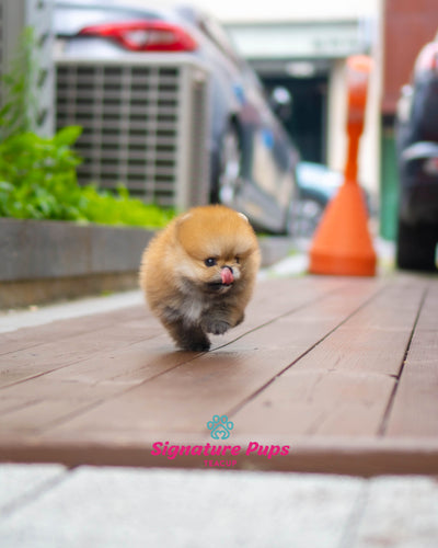 Orange Pomeranian- Poka (Reserved to Washington DC)