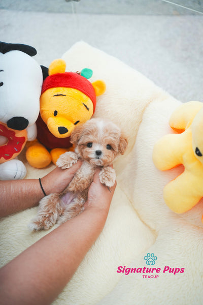Maltipoo - Luffy