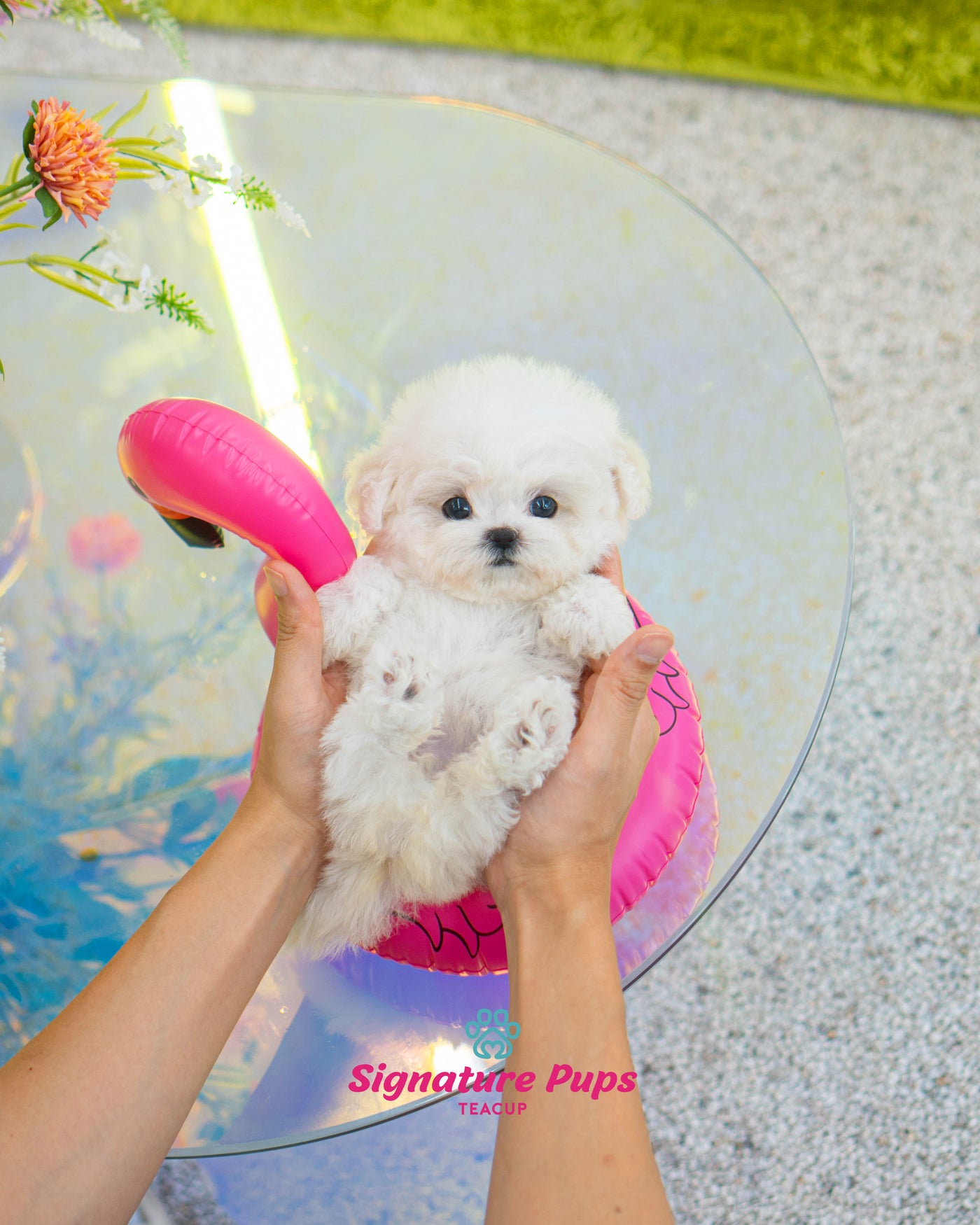 Bichon Frise - Dior