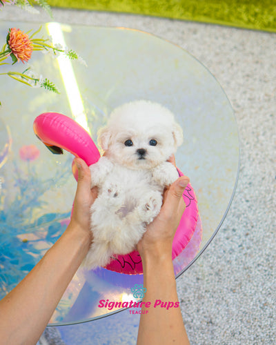 Bichon Frise - Dior