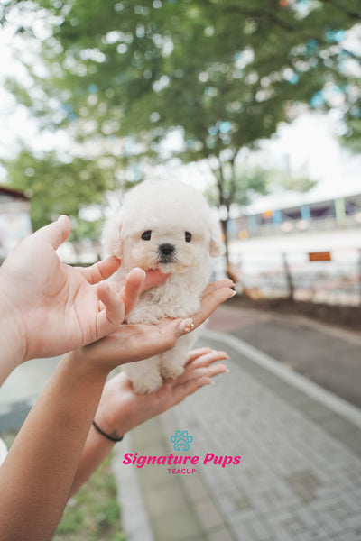 Mini Bichon Frise - Leo