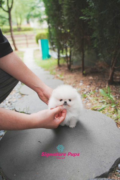 Micro Pomeranian - Marshmello