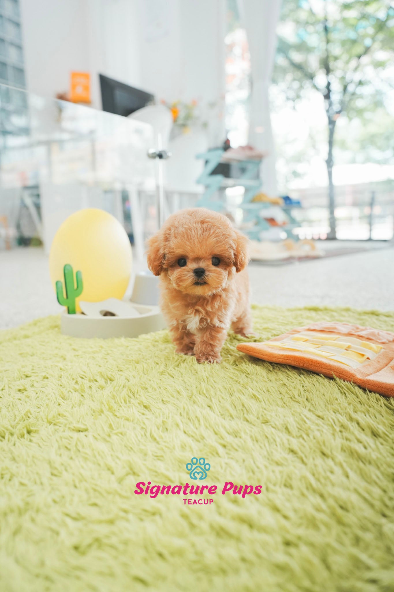 Poodle - Henry